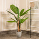 Classic Green Banana Plant Artificial plant - (5.6 Feet)