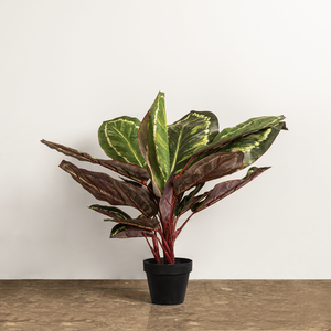 Maranta Bliss Botanical Artificial Plant