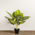 Milky Way Dreamer Artificial Plant