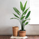 Evergreen Paradise Banana Plant Artificial plant - Big (N)