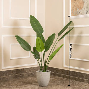 Evergreen Paradise Banana Plant Artificial plant - (5 Feet)