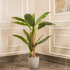 Classic Green Banana Plant Artificial plant - (4.6 Feet)