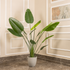 Evergreen Paradise Banana Plant Artificial plant - (6 Feet)