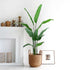 Evergreen Paradise Banana Plant Artificial plant - Small (N)