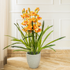 Timeless Bloom Cymbidium Orchid Artificial Plant - Orange (3.5 Feet)