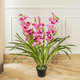 Timeless Bloom Cymbidium Orchid Artificial Plant -  Pink (3.5 Feet)