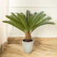 Green Haven Sago Palm Artificial Plant ( 3 Feet )