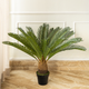 Green Haven Sago Palm Artificial Plant ( 3 Feet )